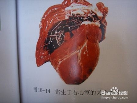 狗狗为什么会得心丝虫？