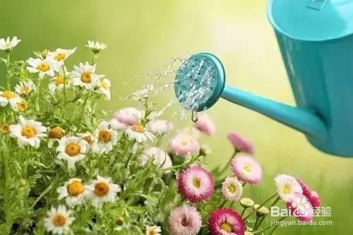 如何让家里的花长的更好