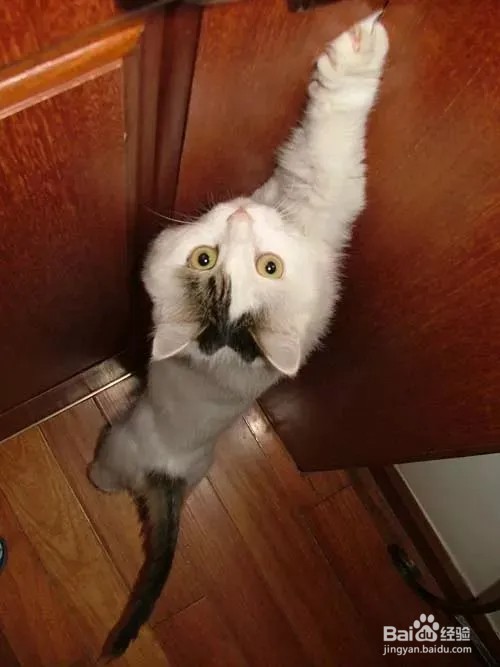 如何训练猫晚上不闹人