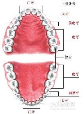 你知道正常人有多少颗牙齿吗 百度经验