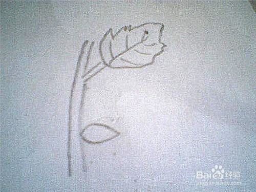 简笔画生长着的苍耳