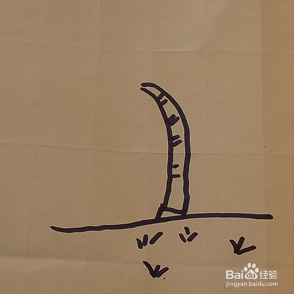 成熟的椰子树儿童简笔画