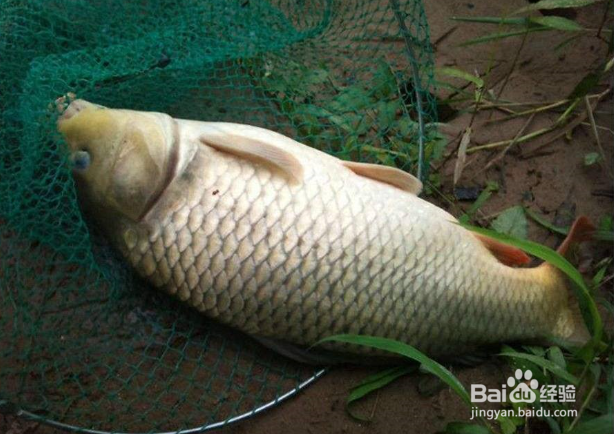 春天怎样钓鲤鱼？春天鲤鱼不吃钩怎么办？