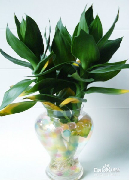 冬天怎样养富贵竹