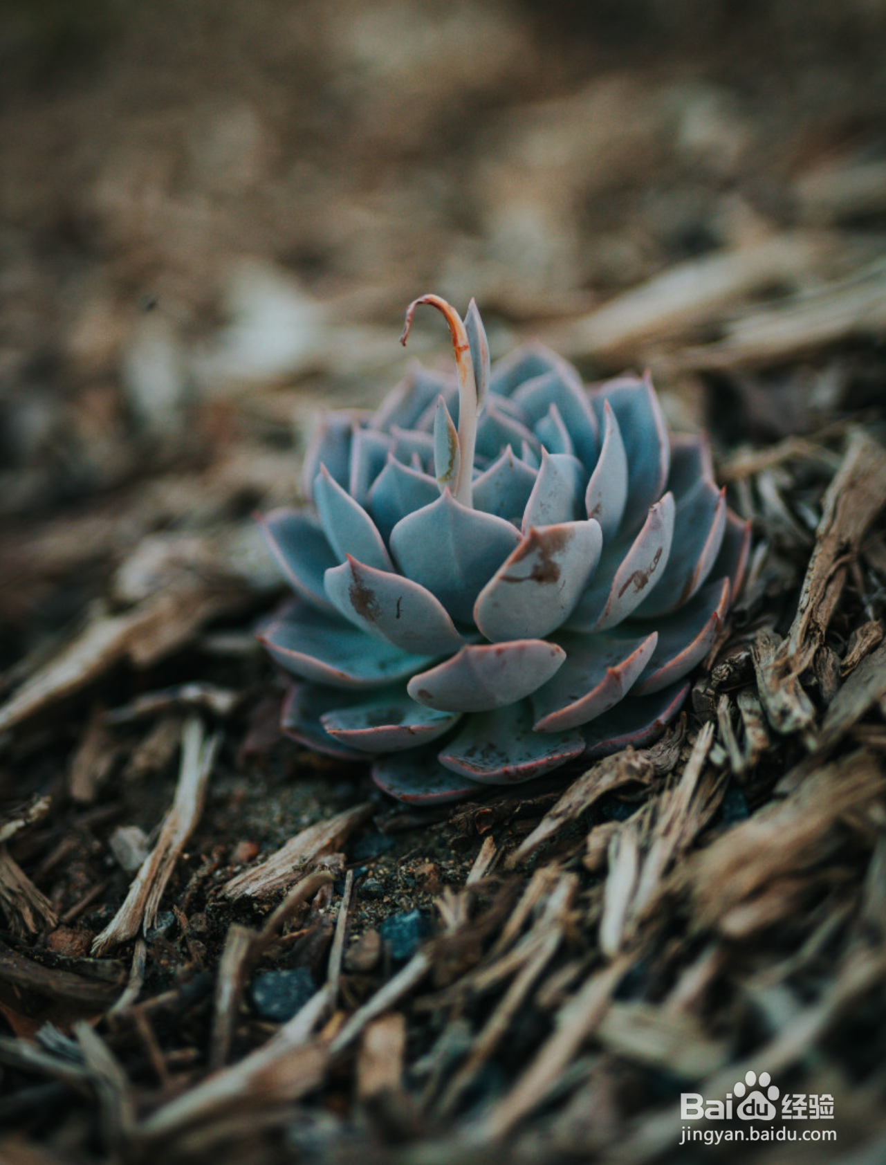 新手如何养多肉植物