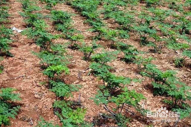 当归的增产管理和肥水管理都有哪些要点？