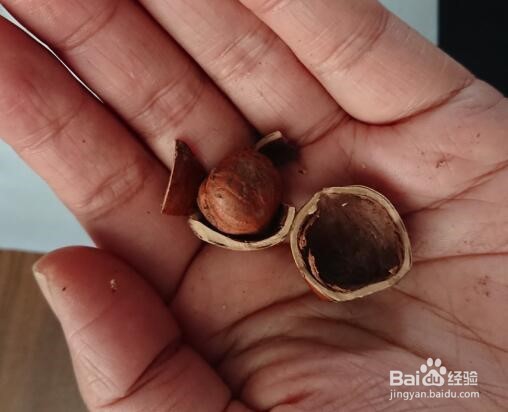 如何夹榛子/如何使用坚果夹子/榛子去壳