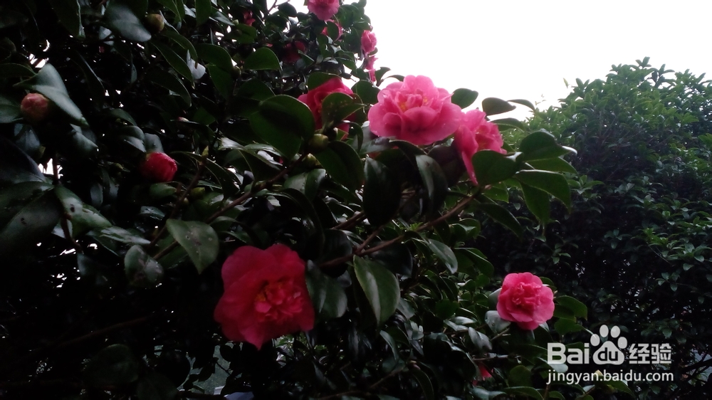 肇庆鼎湖山游记