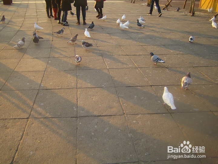 海边为什么要养鸽子