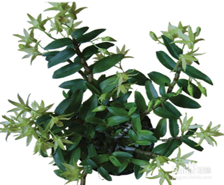 铁皮石斛盆栽种植方法