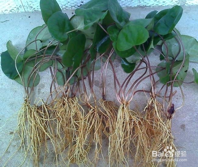 拒绝医院！自己治牙痛！