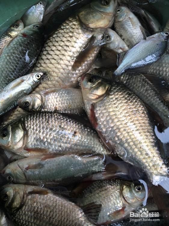 野钓鲫鱼的关键技巧 野外如何钓鲫鱼
