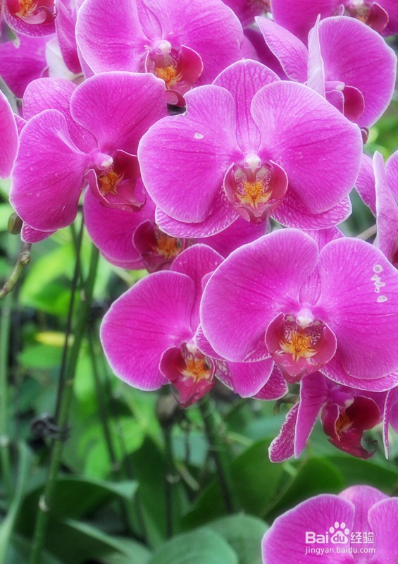 蝴蝶兰夏季怎么管理