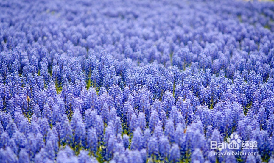 2016年有毒花卉集合2?