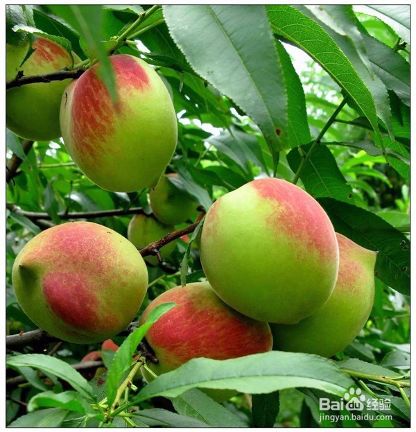 桃子表皮长了锈斑还能吃吗