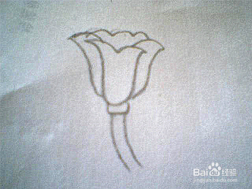简笔画郁金香花骨朵这样画