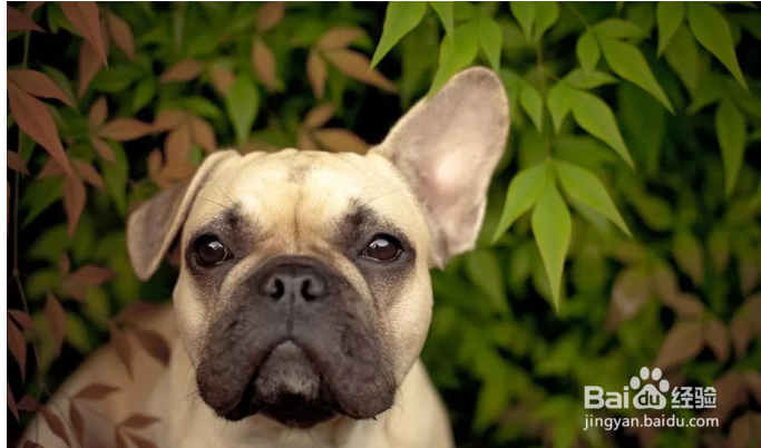 狗耳朵本来立了怎么又不立了