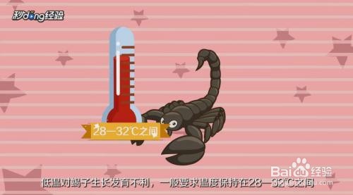 小蝎子生下来该怎么养