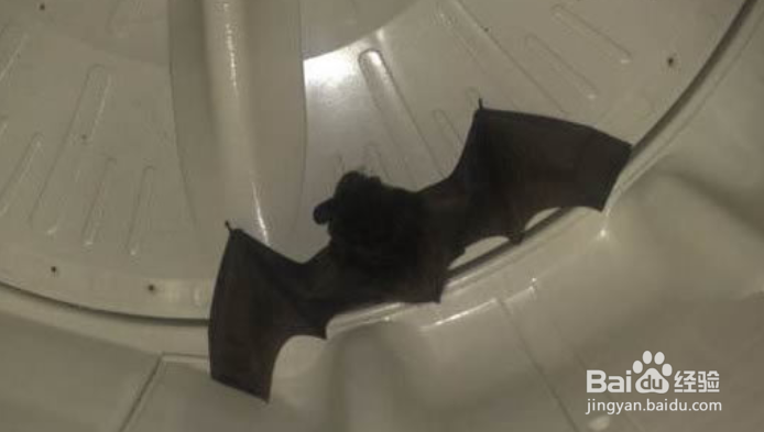 家里怎么会有蝙蝠
