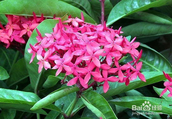 繁星花的养殖方法