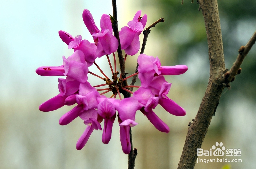 怎样给紫荆树造型