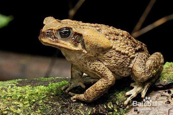 蟾蜍应该怎样养殖？