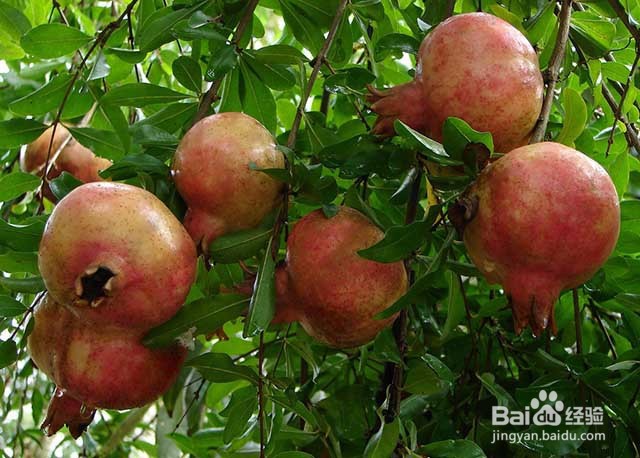 石榴的田间管理和施肥要点有哪些