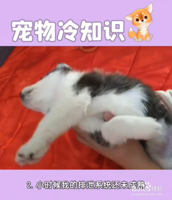 养哈士奇的注意事项