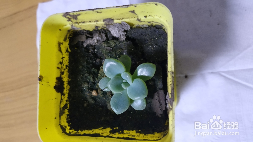 冬天多肉叶片扦插方法