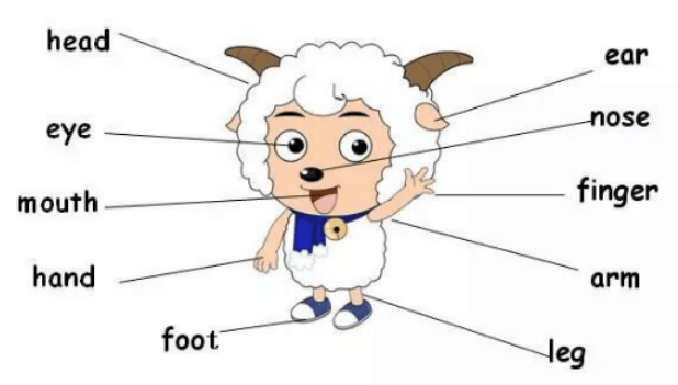 眼睛英语怎么读