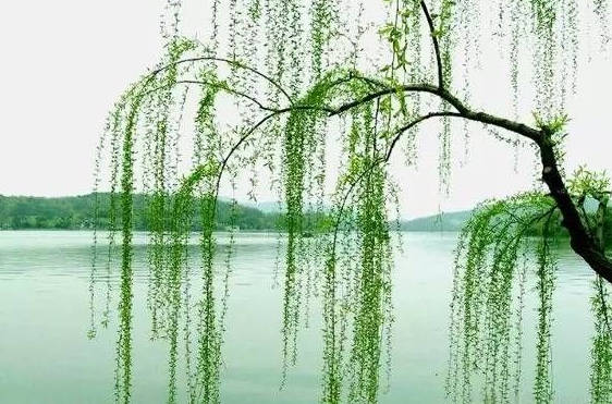 扦插柳枝 多长时间生根
