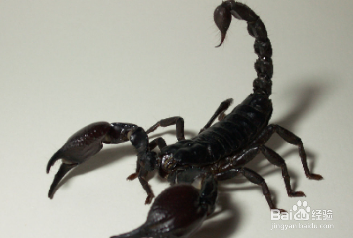 怎样养蝎子多赚钱