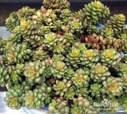 小玉烂根怎么办