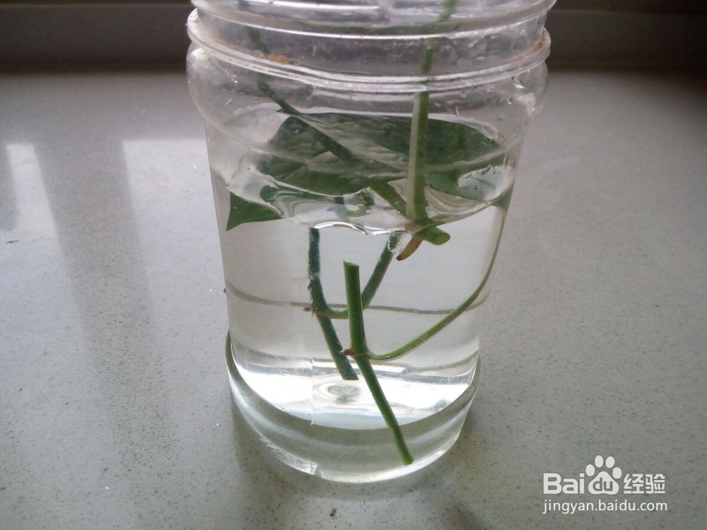 一根绿萝水培怎么变成好多根