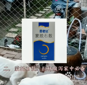 什么是家中养狗的必备物品?