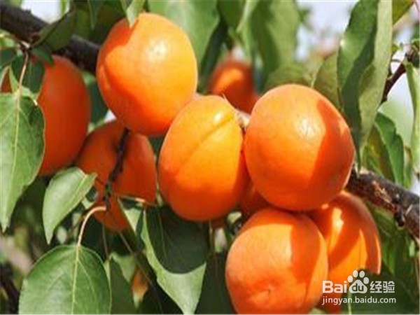 夏季应该吃什么水果