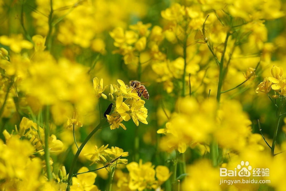 什么是蜂蜜?蜂蜜是怎么酿造出来的?