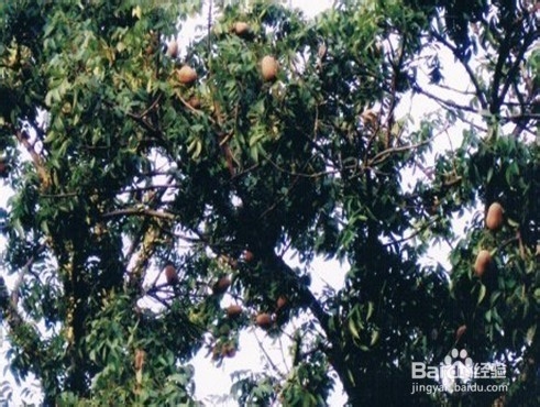 血糖高不能吃什么—血糖高吃什么好