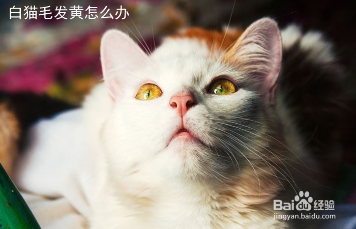 <b>白猫毛发黄怎么办</b>