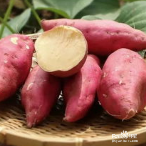 地瓜的储存方法有哪些?