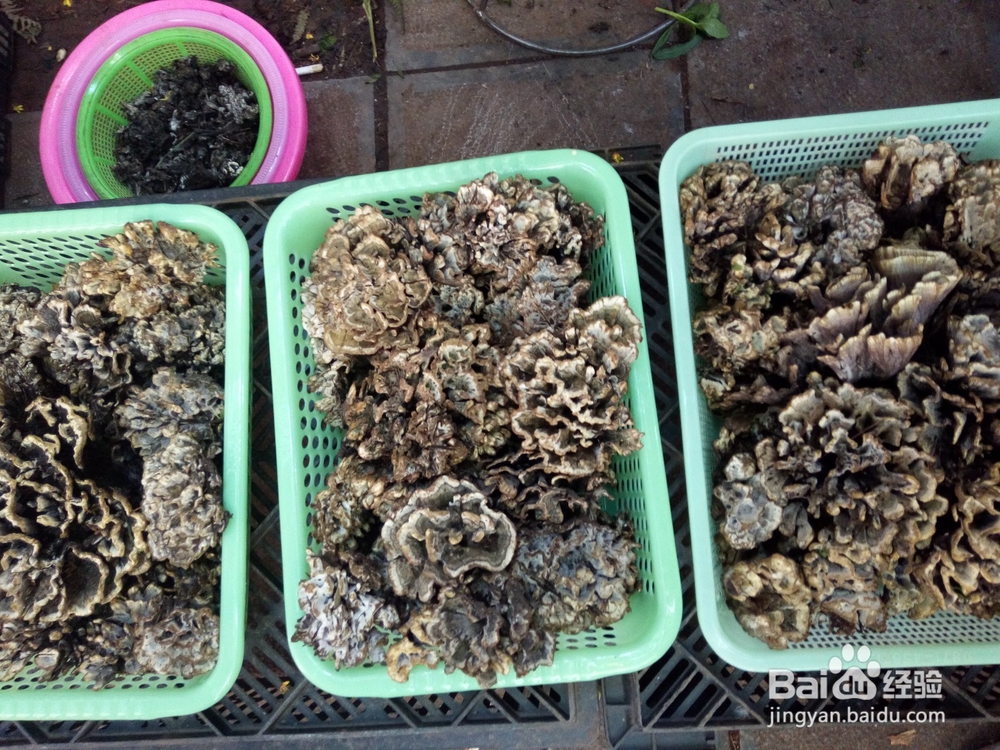 云南美食野生菌鸡枞鲜香味美吃货首选