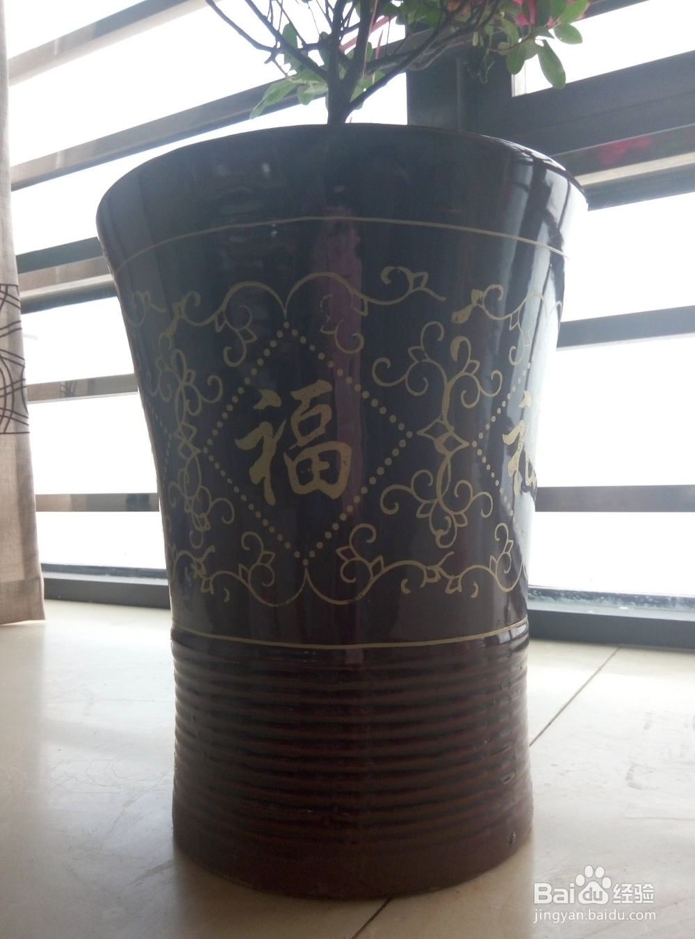 杜鹃花怎么养