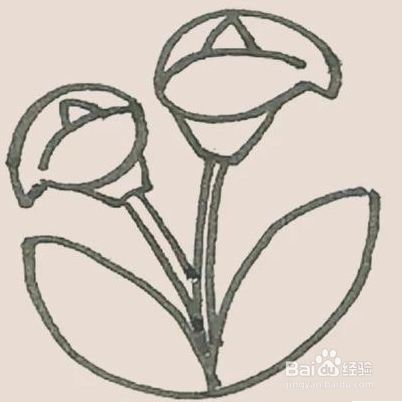 马蹄莲简笔画怎么画