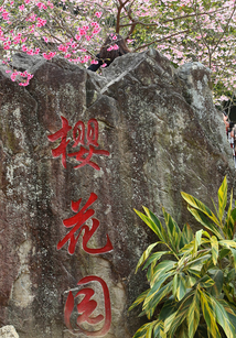 到哪里看樱花
