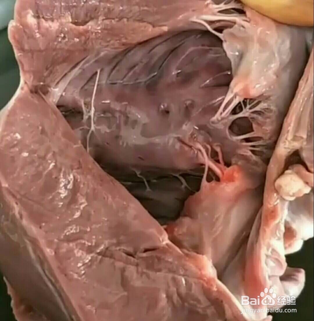 手撕猪心做法