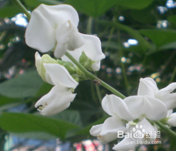 白扁豆花的功效与食用方法