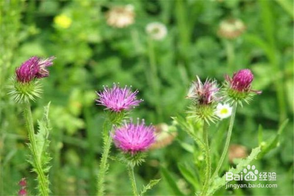 藿香的养殖技巧和注意事项有什么?