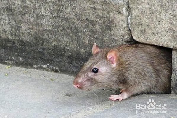 老鼠对人类有哪些危害