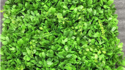 如何让植物墙更美？