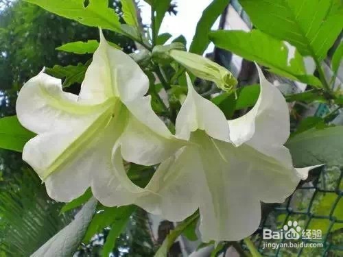 严禁入室的花,看完吓一跳。你家里有么